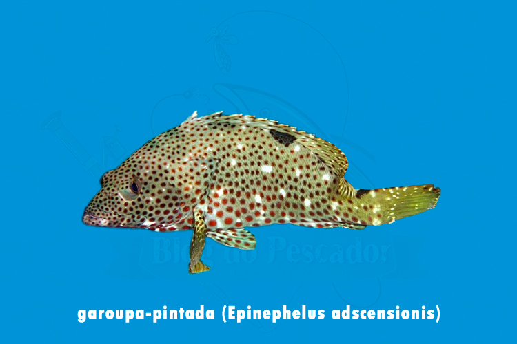 garoupa-pintada (epinephelus adscensionis)