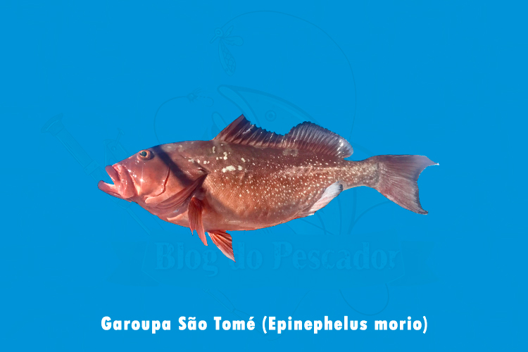 garoupa sao tome ( epinephelus morio )