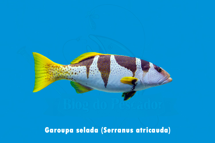 garoupa selada (serranus atricauda)
