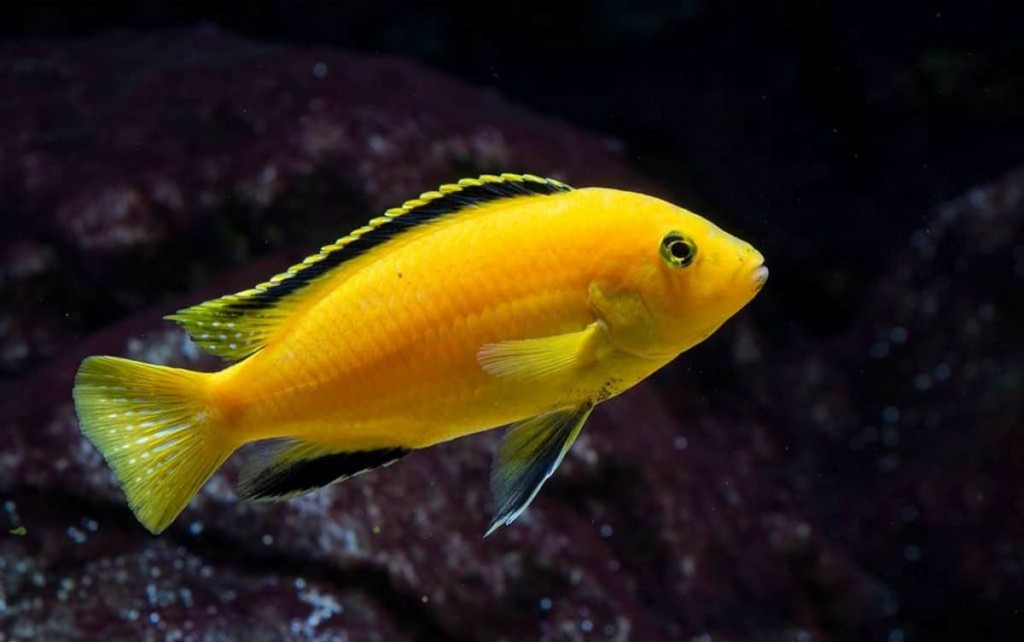 habitat do Labidochromis Yellow