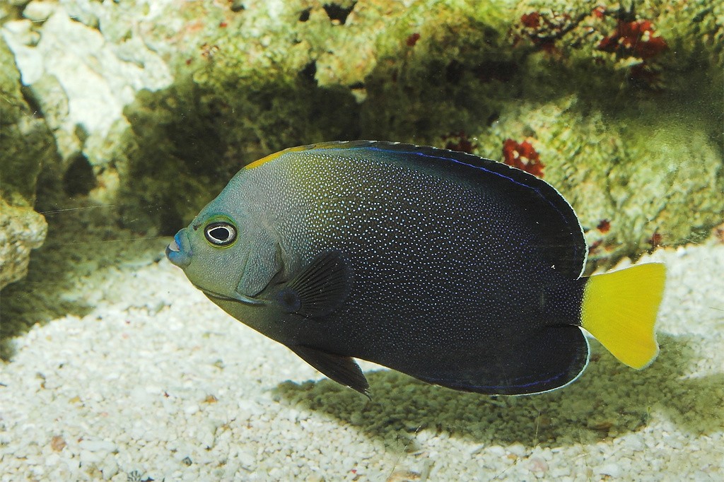 habitat do peixe-anjo-azul-filipino