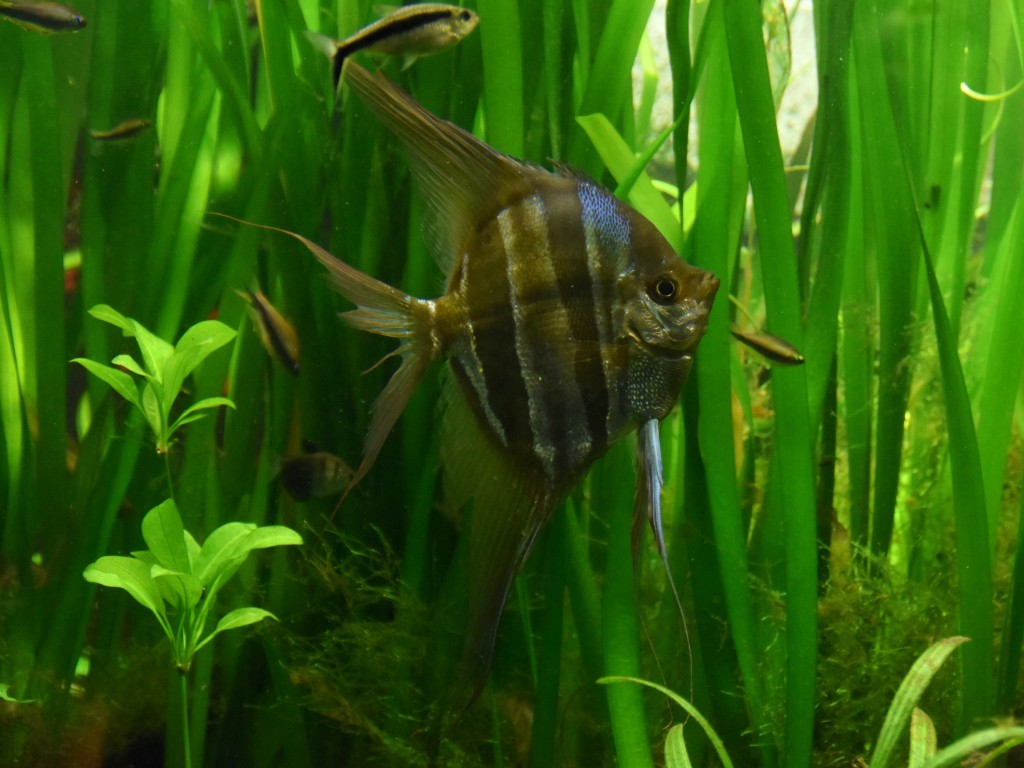 peixe acara-bandeira-altum