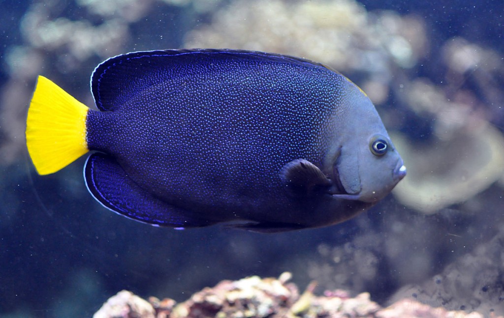 peixe-anjo-azul-filipino