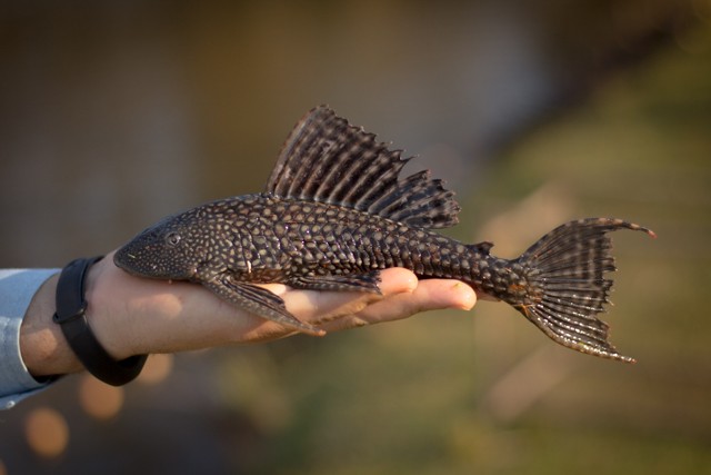 peixe cascudo