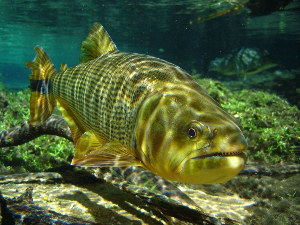 peixe dourado