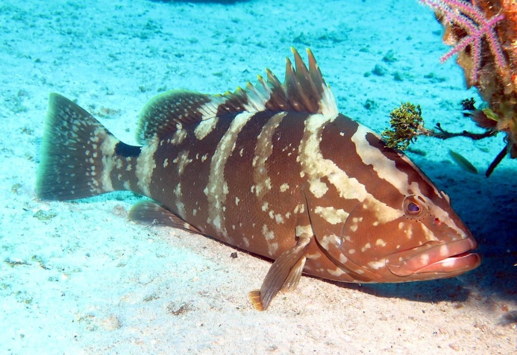 peixe garoupa-de-trindade