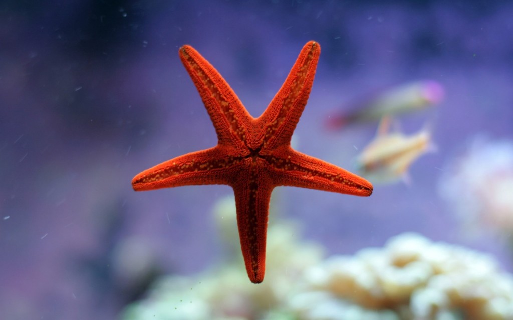 reproducao da estrela do mar em aquario