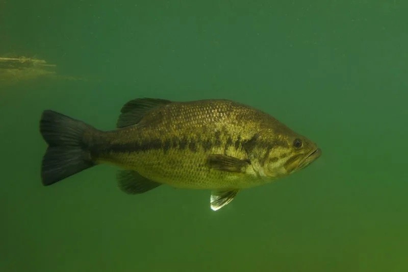 reproducao do black bass em cativeiro