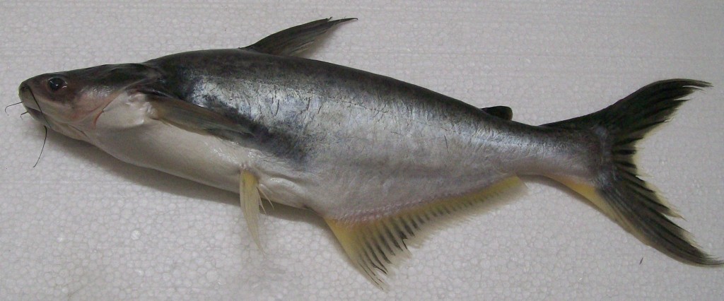 reproducao do peixe panga