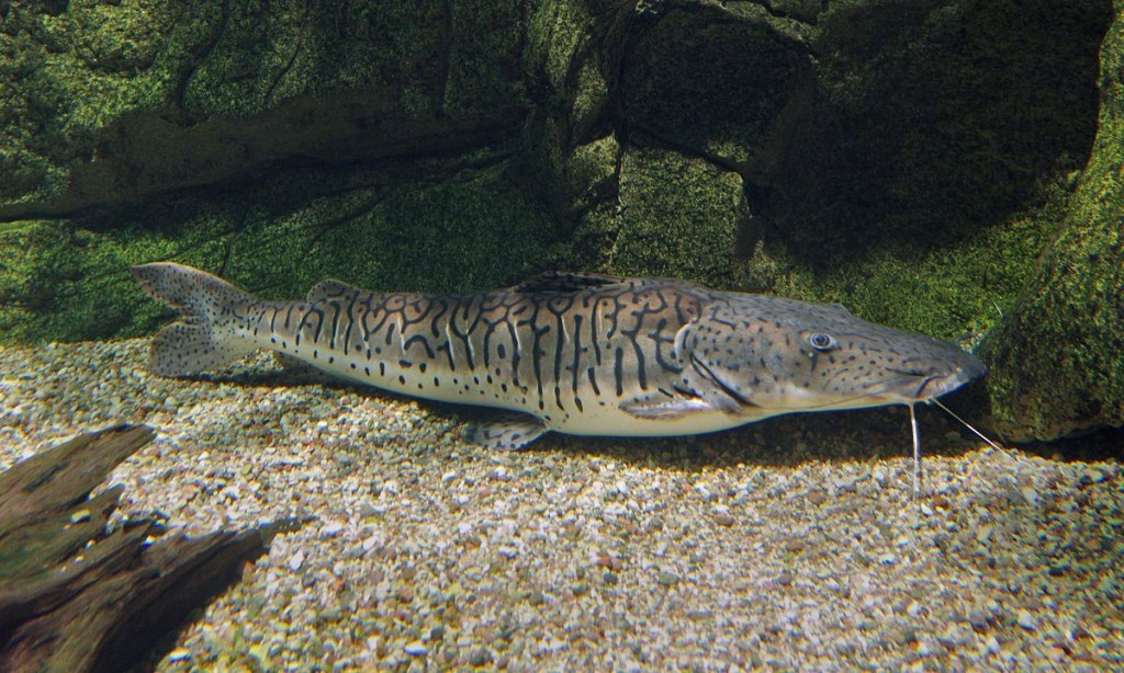 tanque para criacao de cachara