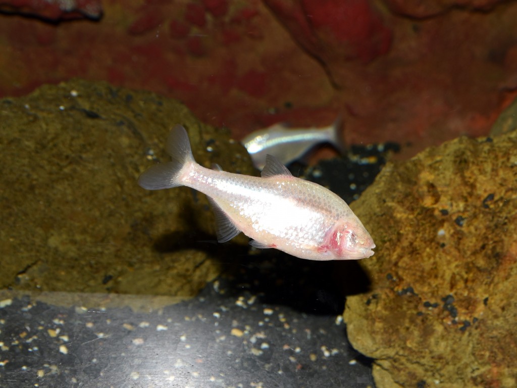 tetra cego da caverna 