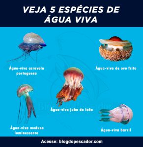 5 Tipos de água viva: características, informações e muito mais | Blog ...