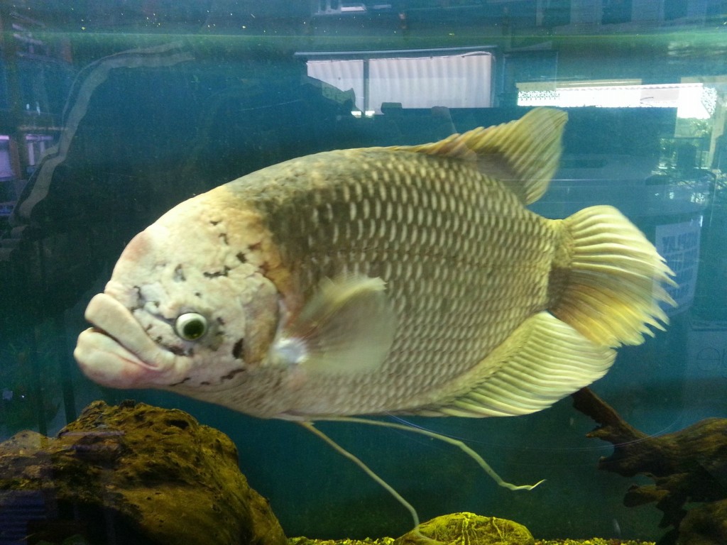 Caracteristicas do peixe Gourami gigante