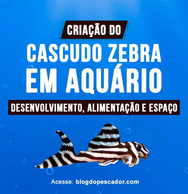 Criacao do Cascudo zebra em aquario