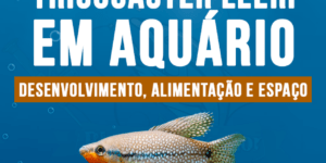 Criacao do Tricogaster leeri em aquario