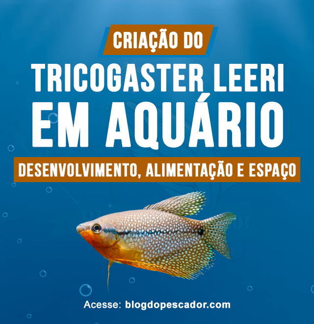 Criacao do Tricogaster leeri em aquario