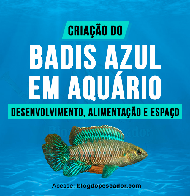 Criacao do badis azul em aquario