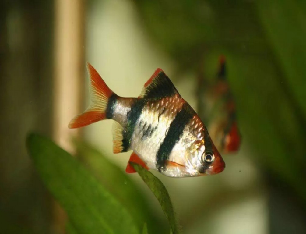 Criacao do peixe Barbo sumatra