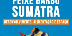 Criacao do peixe Barbo sumatra em aquario