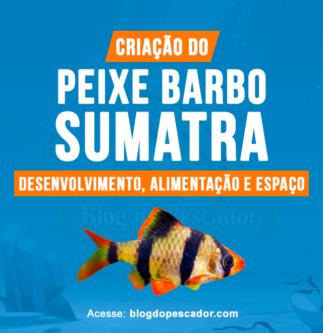 Criacao do peixe Barbo sumatra em aquario