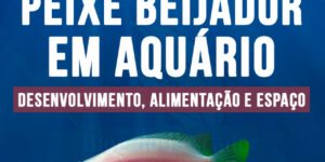 Criacao do peixe beijador em aquario