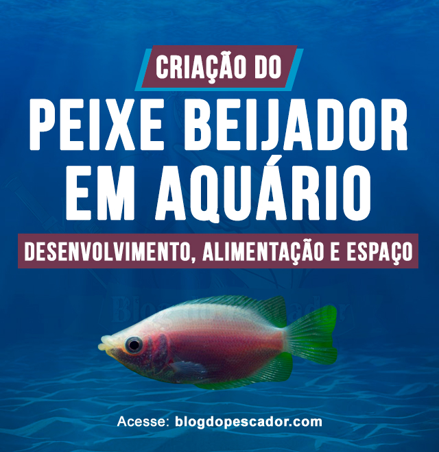 Criacao do peixe beijador em aquario