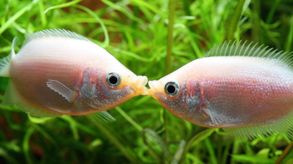 Criacao do peixe beijador em aquario