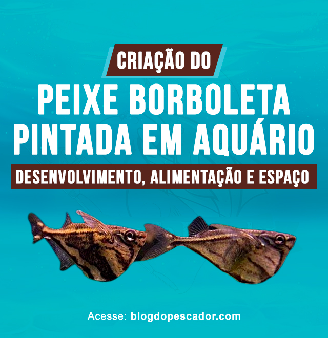 Criacao do peixe borboleta pintada em aquario