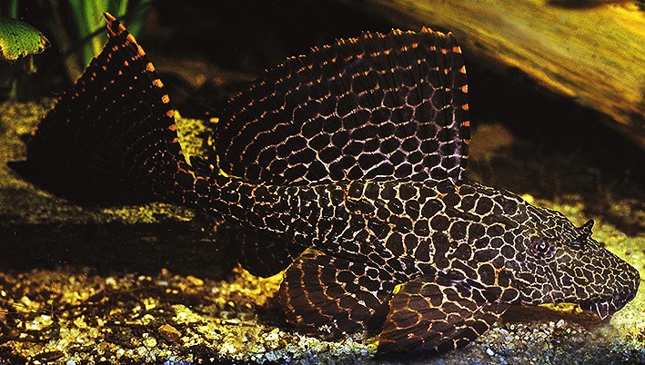 Criacao do peixe cascudo vela leopardo 