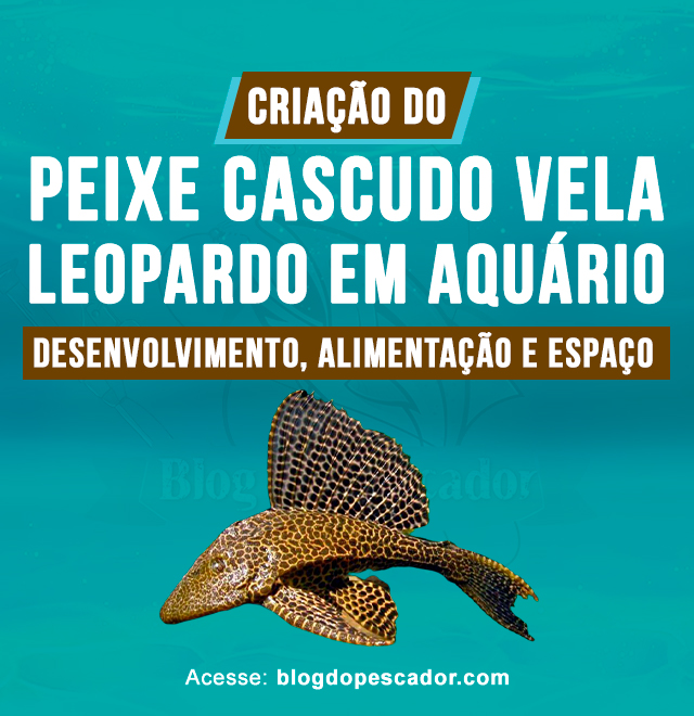 Criacao do peixe cascudo vela leopardo em aquario