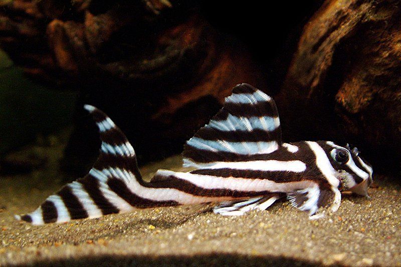 Criacao do peixe do cascudo zebra em aquario