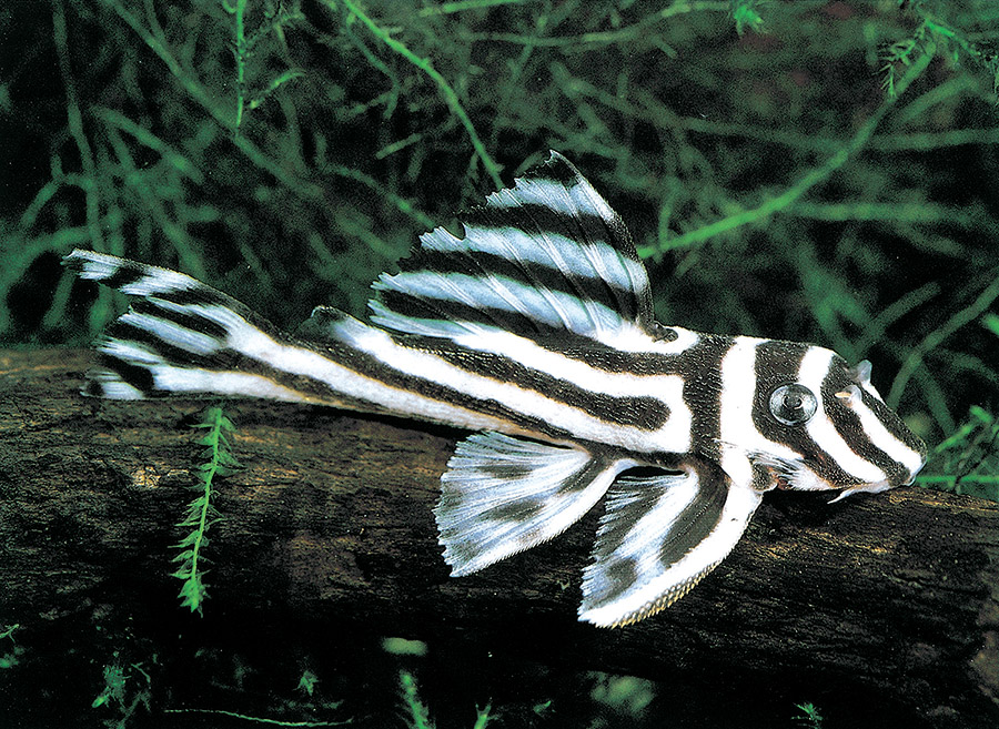 Criacao do peixe do cascudo zebra