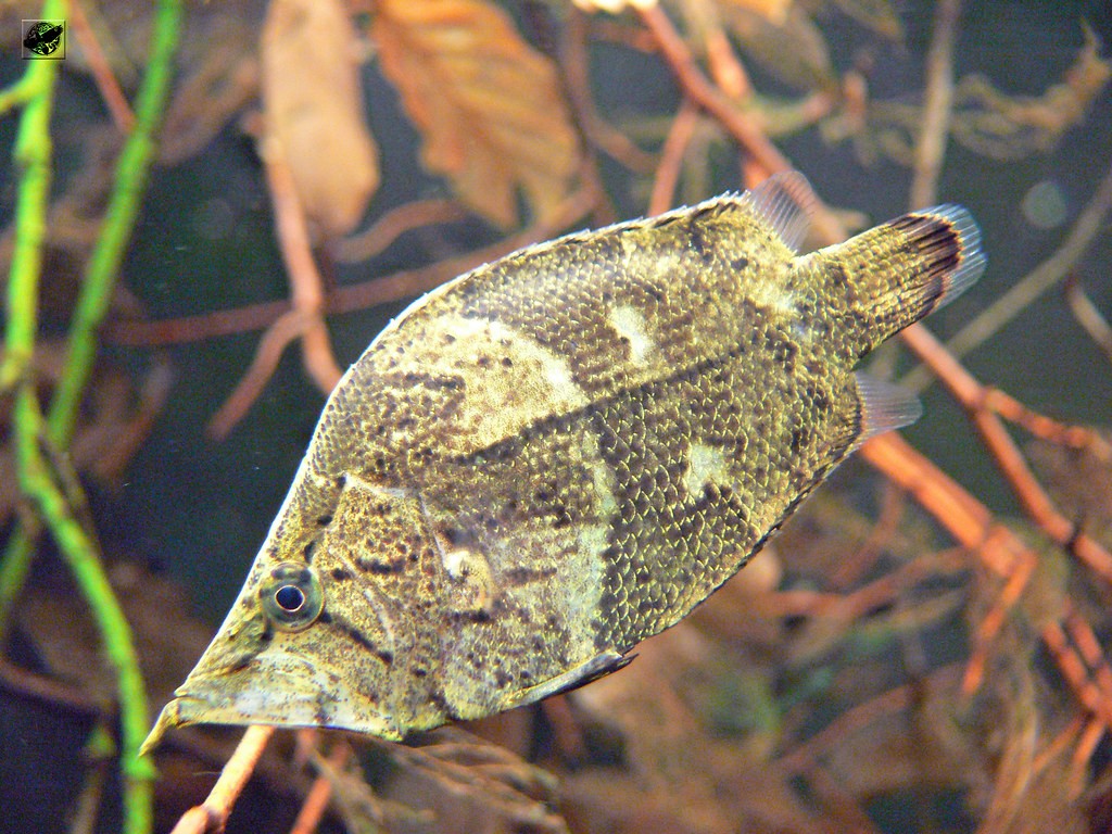 Criacao do peixe folha em aquario