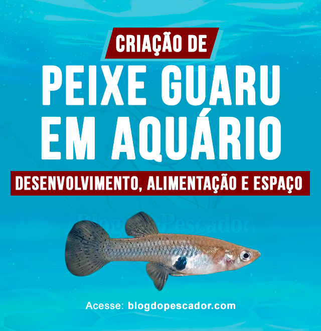 Criacao do peixe guaru em aquario