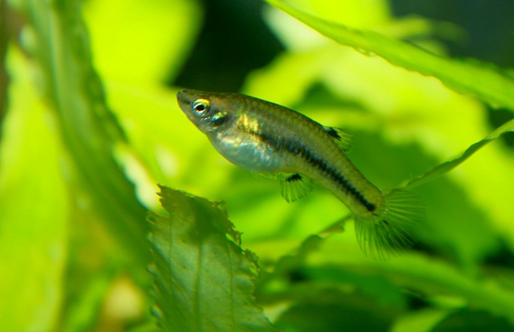 Criacao do peixe guaru em aquario