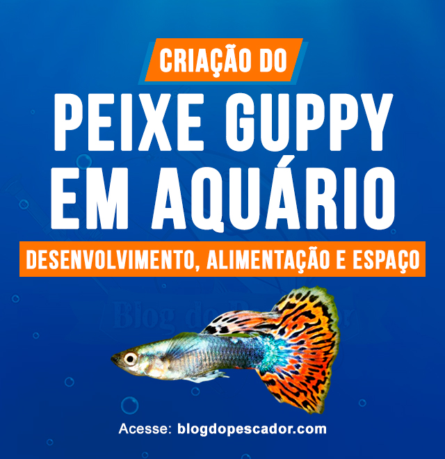 Criacao do peixe guppy em aquario