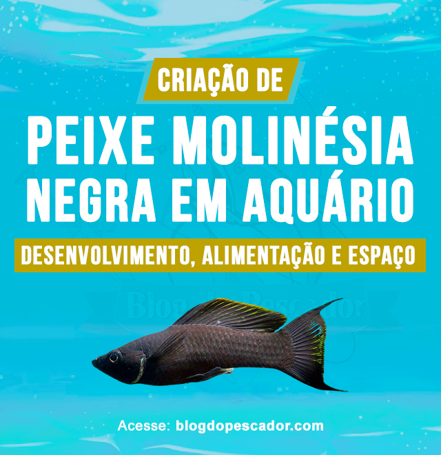 Criacao do peixe molinésia negra em aquario