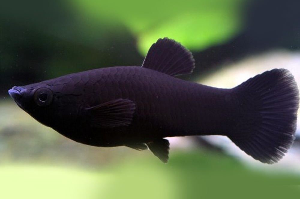 Criacao do peixe molinésia negra em aquario