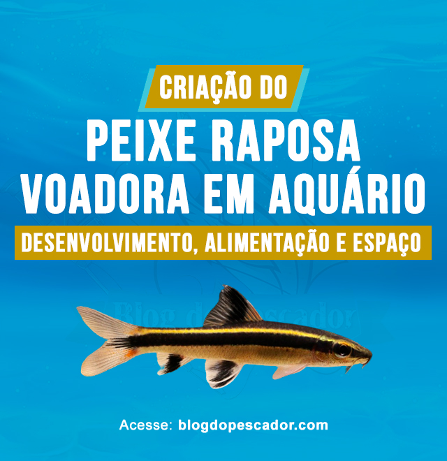 Criacao do peixe raposa voadora em aquario