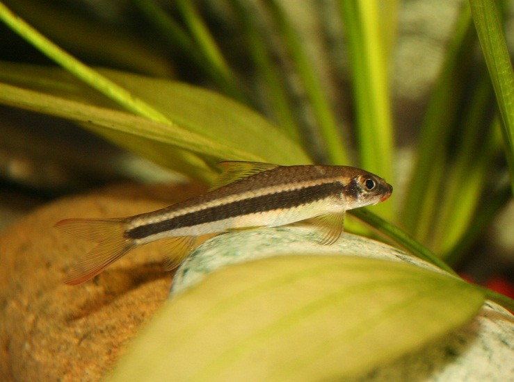 Criacao do peixe raposa voadora em aquario