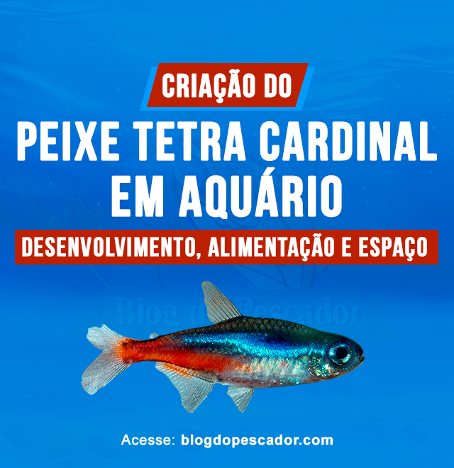 Criacao do peixe tetra cardinal em aquario