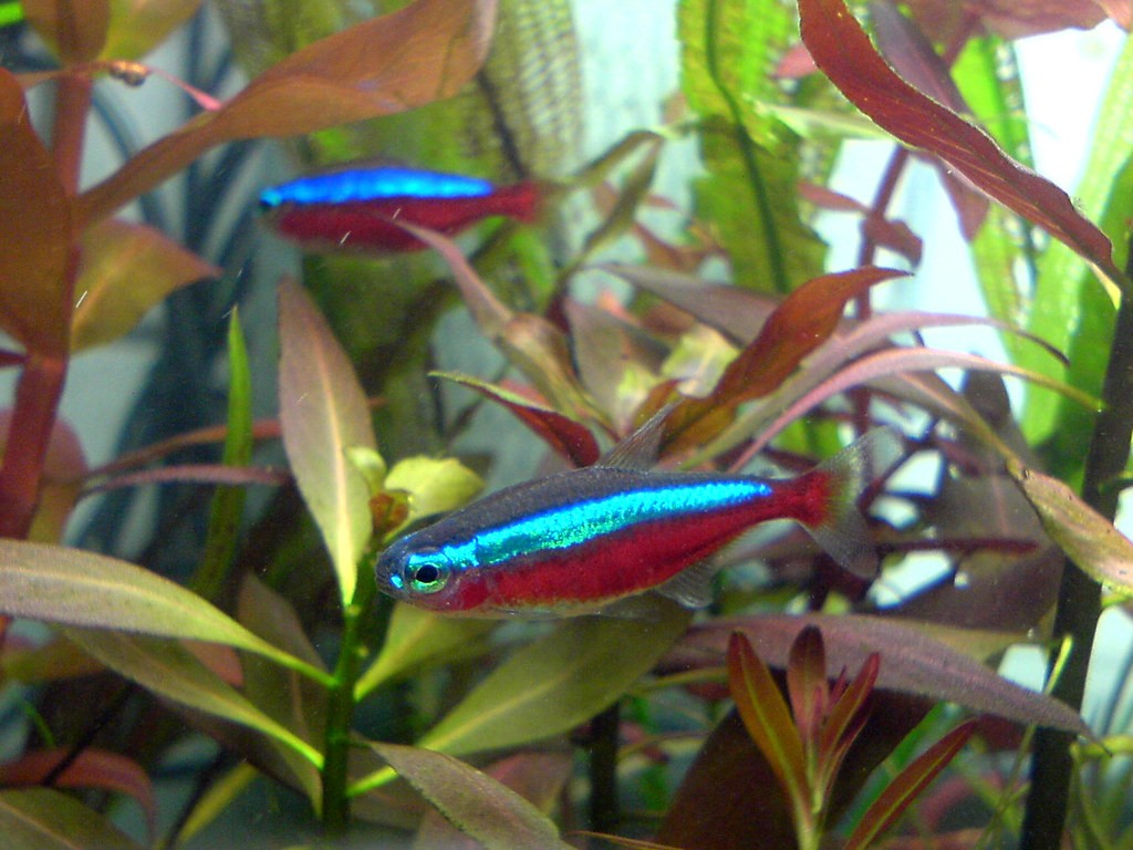 Criacao do peixe tetra cardinal em aquario