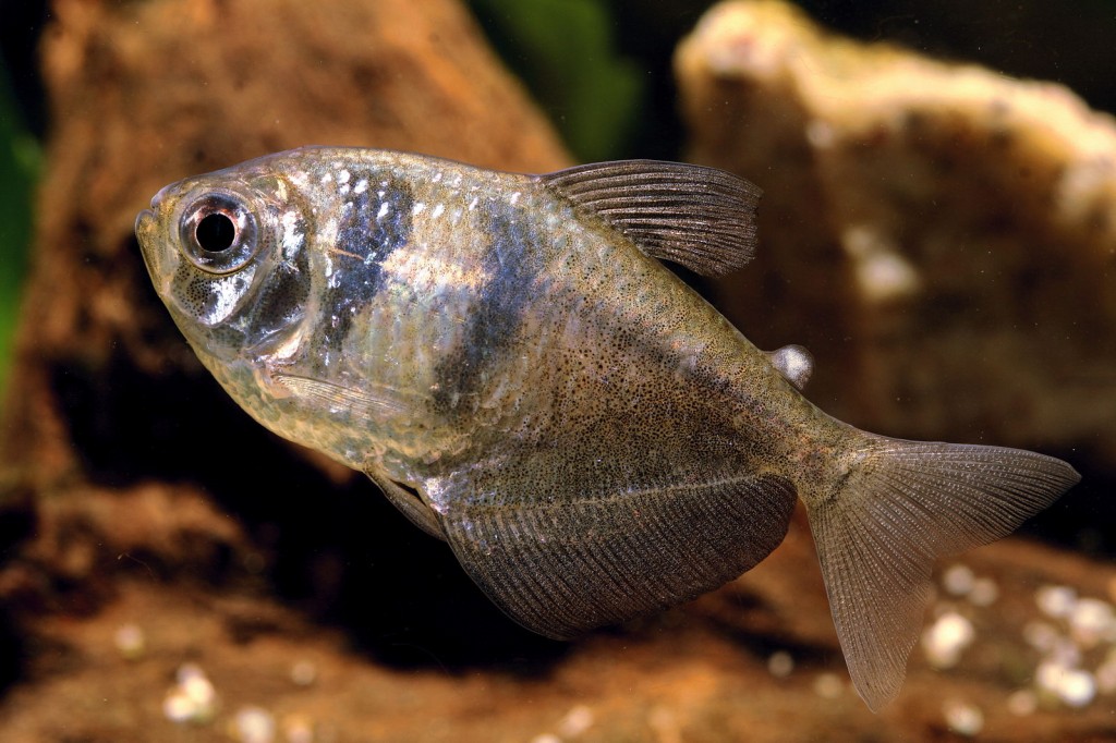 Criacao do peixe tetra negro em aquario