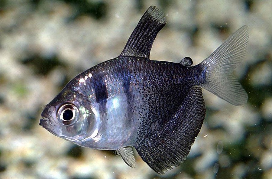 Criacao do peixe tetra negro