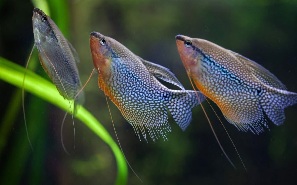 Criacao do peixe tricogaster leeri em aquario