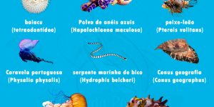 animais marinhos que possuem veneno fatais