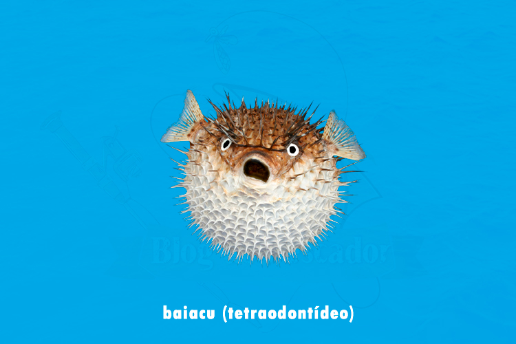 baiacu (tetraodontídeo)