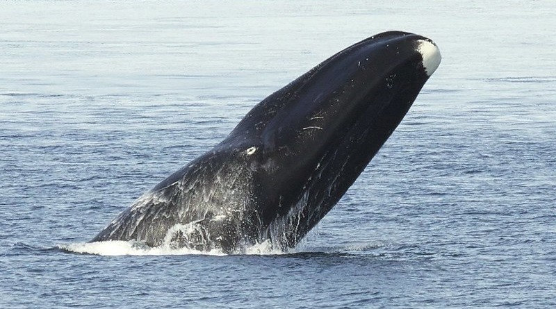 baleia-da-groenlandia