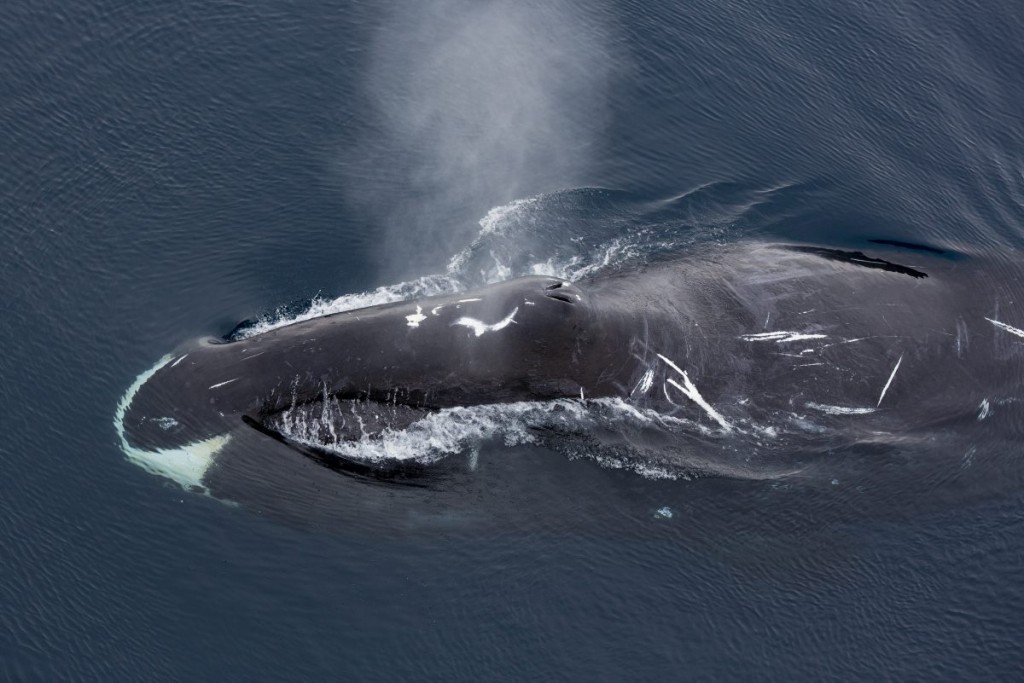 baleia-da-groenlandia