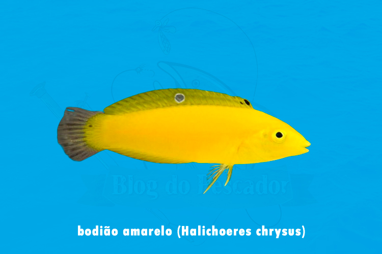 bodiao amarelo (halichoeres chrysus)